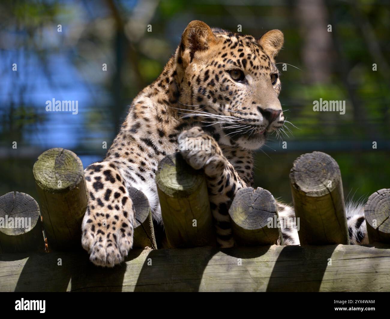 Gros plan du léopard du Sri Lanka (Panthera pardus kotiya) vue de face et couché sur des bûches Banque D'Images