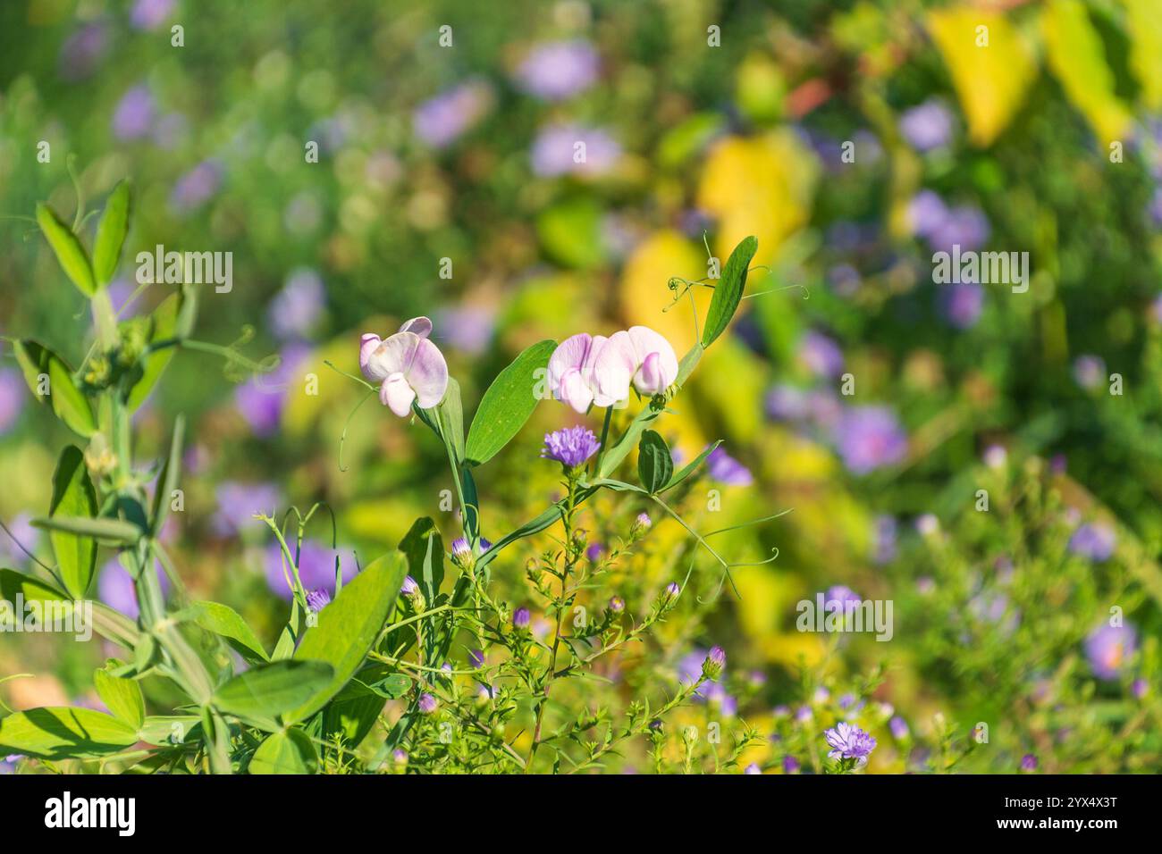 Lathyrus latifolius, le peavin pérenne, le pois pérenne, le pois éternel à feuilles larges, le pois éternel. Banque D'Images