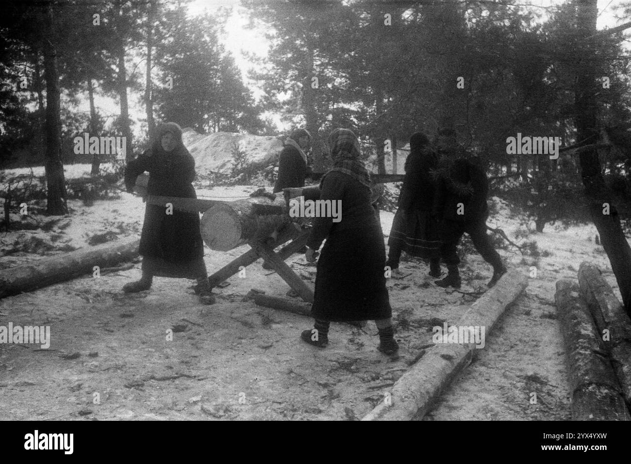 Russie 1943 hiver sur le Szosh : des femmes russes scient du bois pour des bunkers construits par des soldats allemands dans la section centrale du front de l'est. [traduction automatique] Banque D'Images