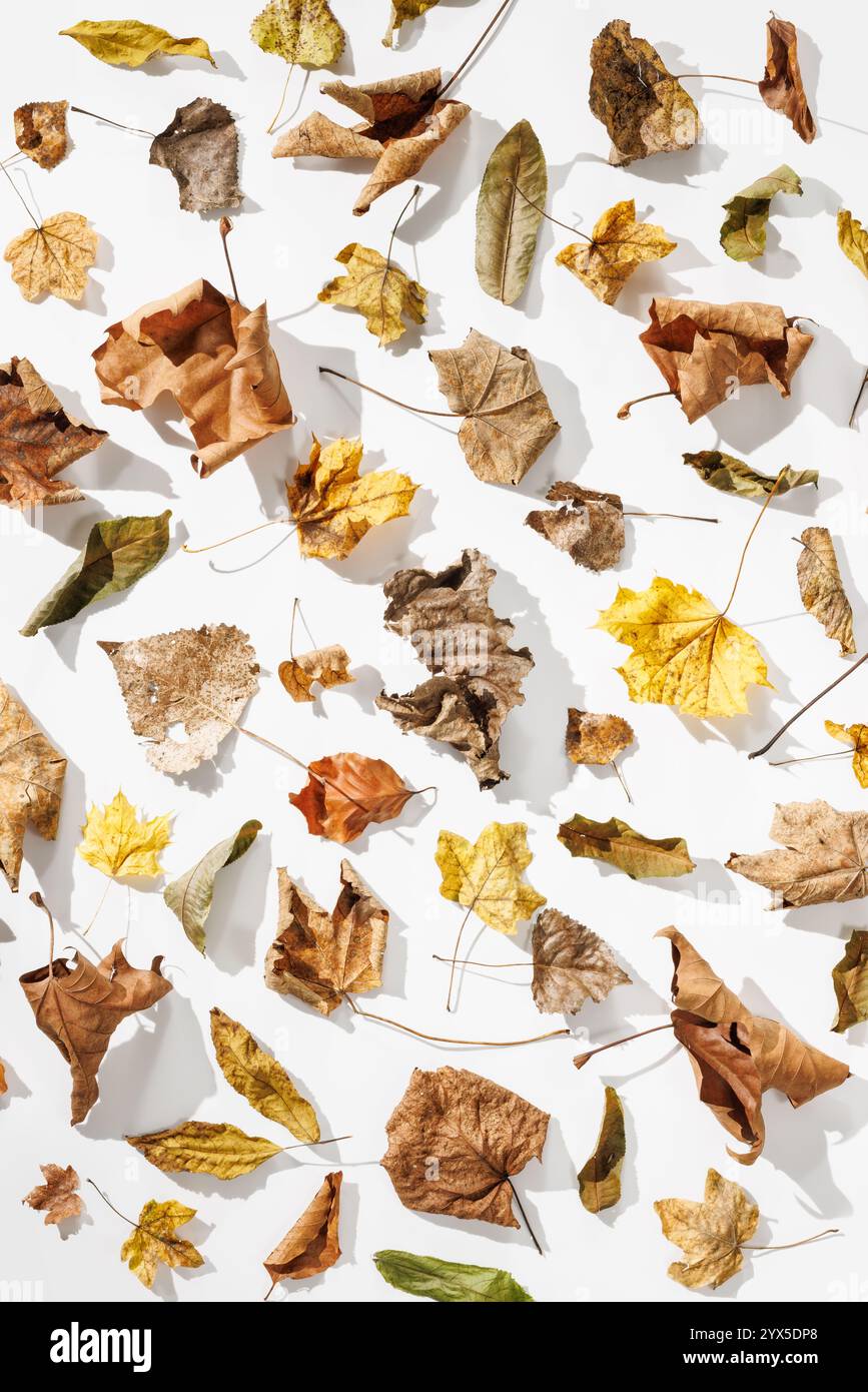 Une représentation harmonieuse des feuilles d'automne sèches dans les tons de brun, jaune et vert, qui saisit l'élégance et le caractère éphémère de la nature sur un blanc Banque D'Images