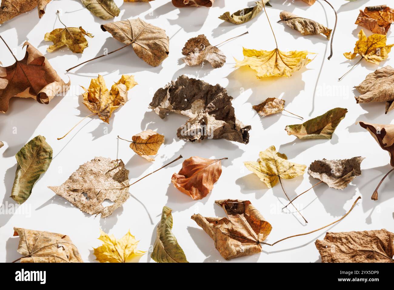 Une représentation harmonieuse des feuilles d'automne sèches dans les tons de brun, jaune et vert, qui saisit l'élégance et le caractère éphémère de la nature sur un blanc Banque D'Images