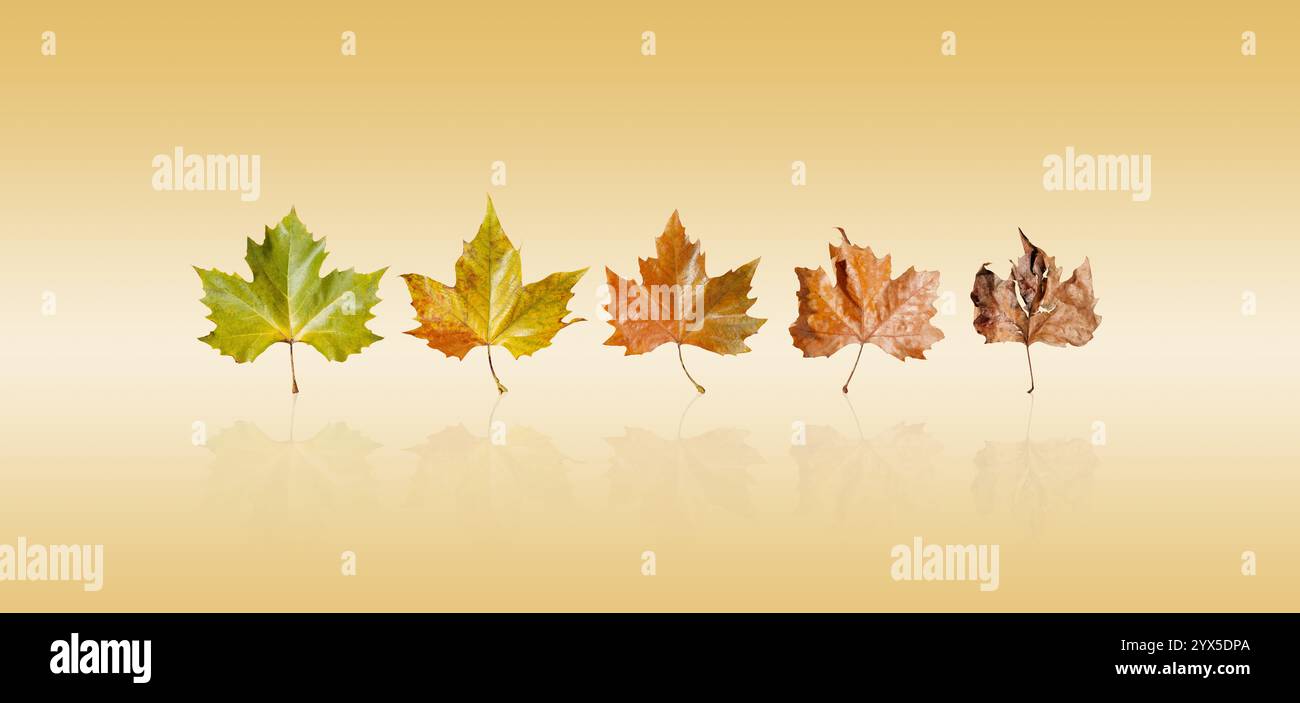 Une série de feuilles d'érable montre la transitoires de la nature dans un dégradé de couleurs fin du vert au brun et symbolise le passage des saisons à Banque D'Images