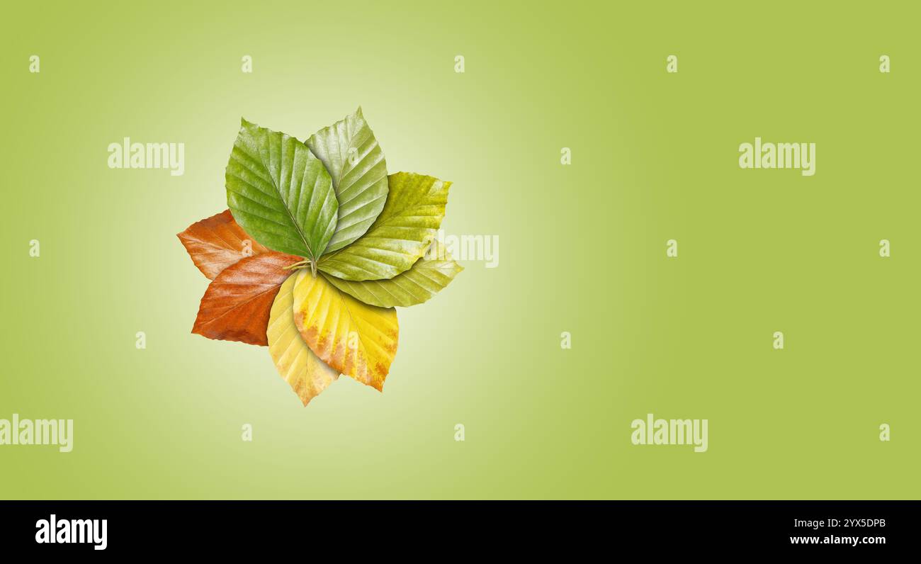 Un arrangement artistique de feuilles en vert, jaune et brun, montrant une transition harmonieuse des saisons, élégamment sur un fond vert subtil Banque D'Images
