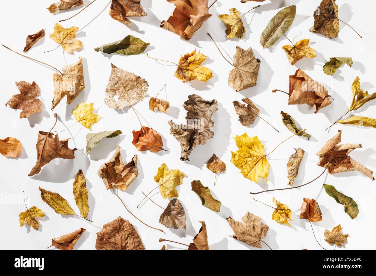 Une représentation harmonieuse des feuilles d'automne sèches dans les tons de brun, jaune et vert, qui saisit l'élégance et le caractère éphémère de la nature sur un blanc Banque D'Images