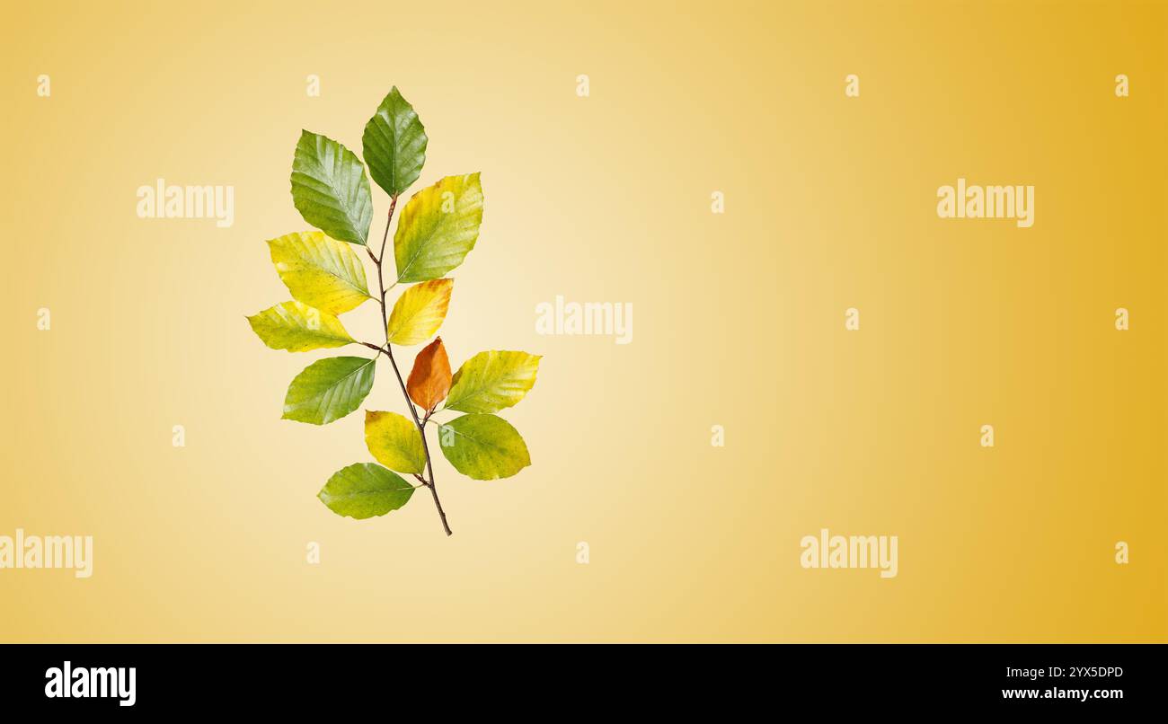 Une seule branche de hêtre avec des feuilles dans les tons de jaune et de vert sur un fond chaud symbolise le caractère éphémère et l'élégance calme de la nature automnale Banque D'Images