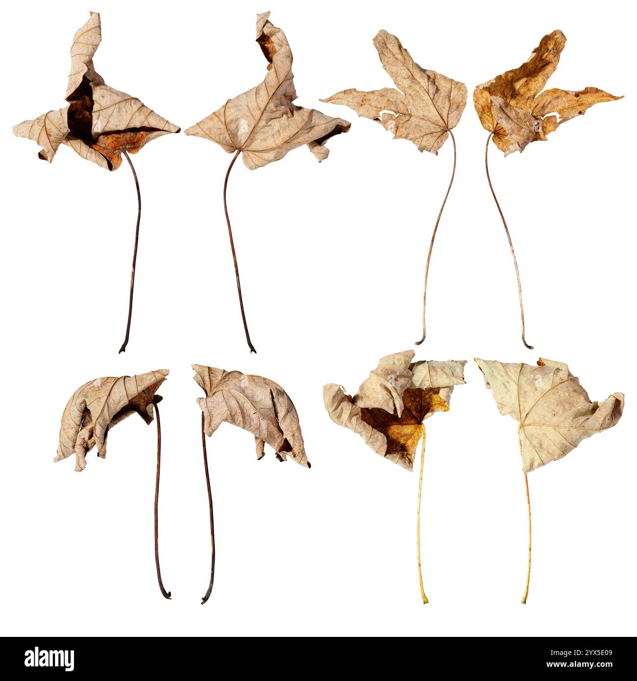 Un arrangement créatif de feuilles d'érable sèches en paires symétriques, montrant la transitoires de la nature et la beauté fragile de la pourriture sur un fond blanc Banque D'Images