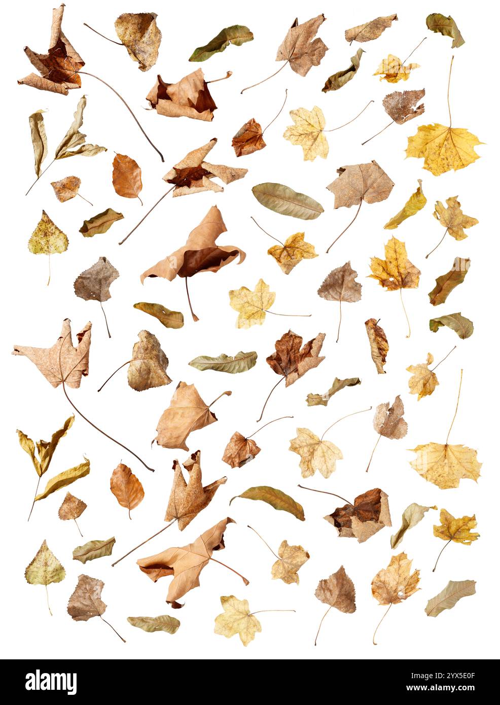 Une collection artistique de feuilles automnales dans les tons brun et jaune, qui représente harmonieusement la fragilité et l'élégance de la nature dans son tra Banque D'Images