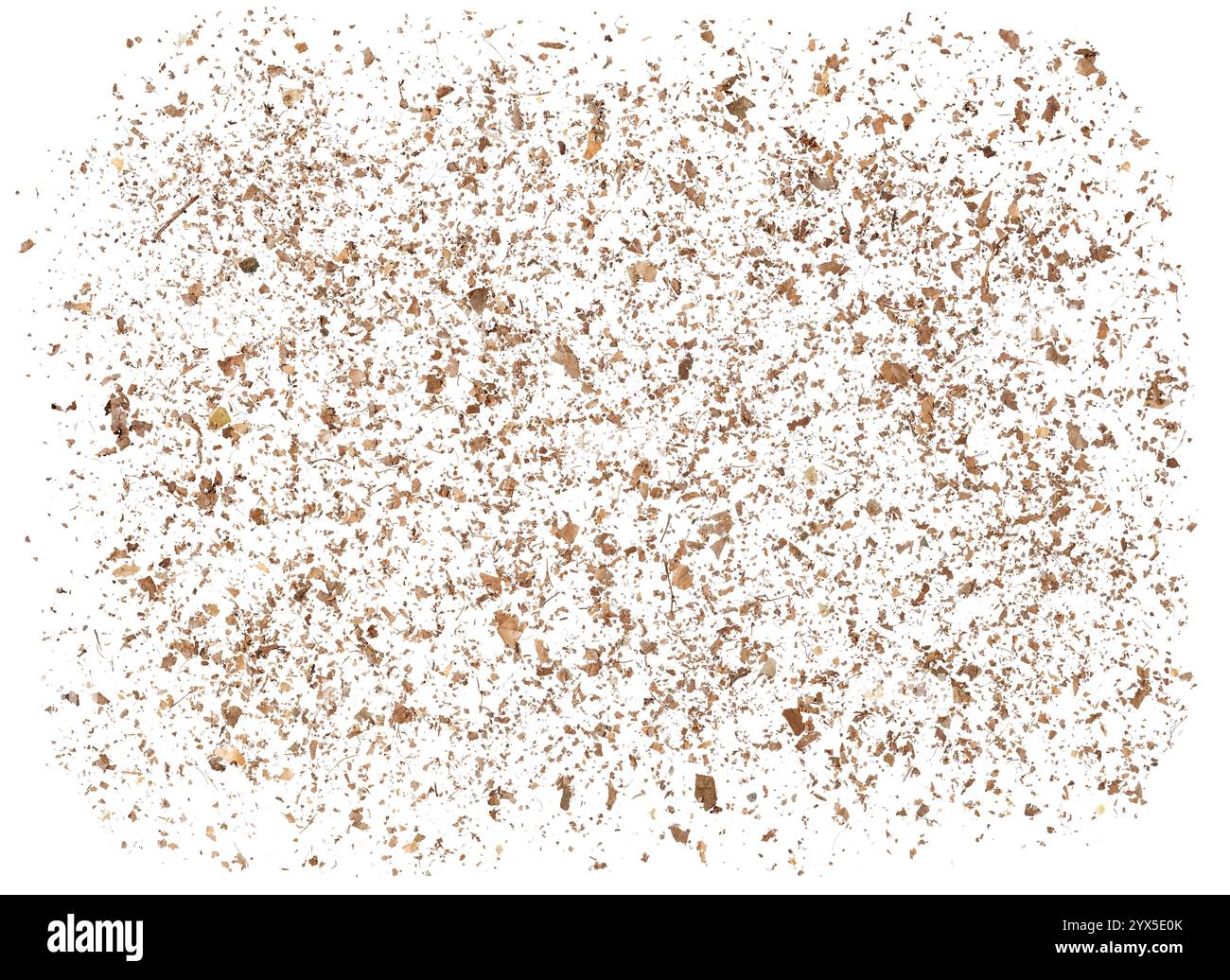 Collection finement distribuée de feuilles décomposées et de restes de plantes, qui montre la beauté et la transitoires des processus naturels dans une compo harmonieuse Banque D'Images