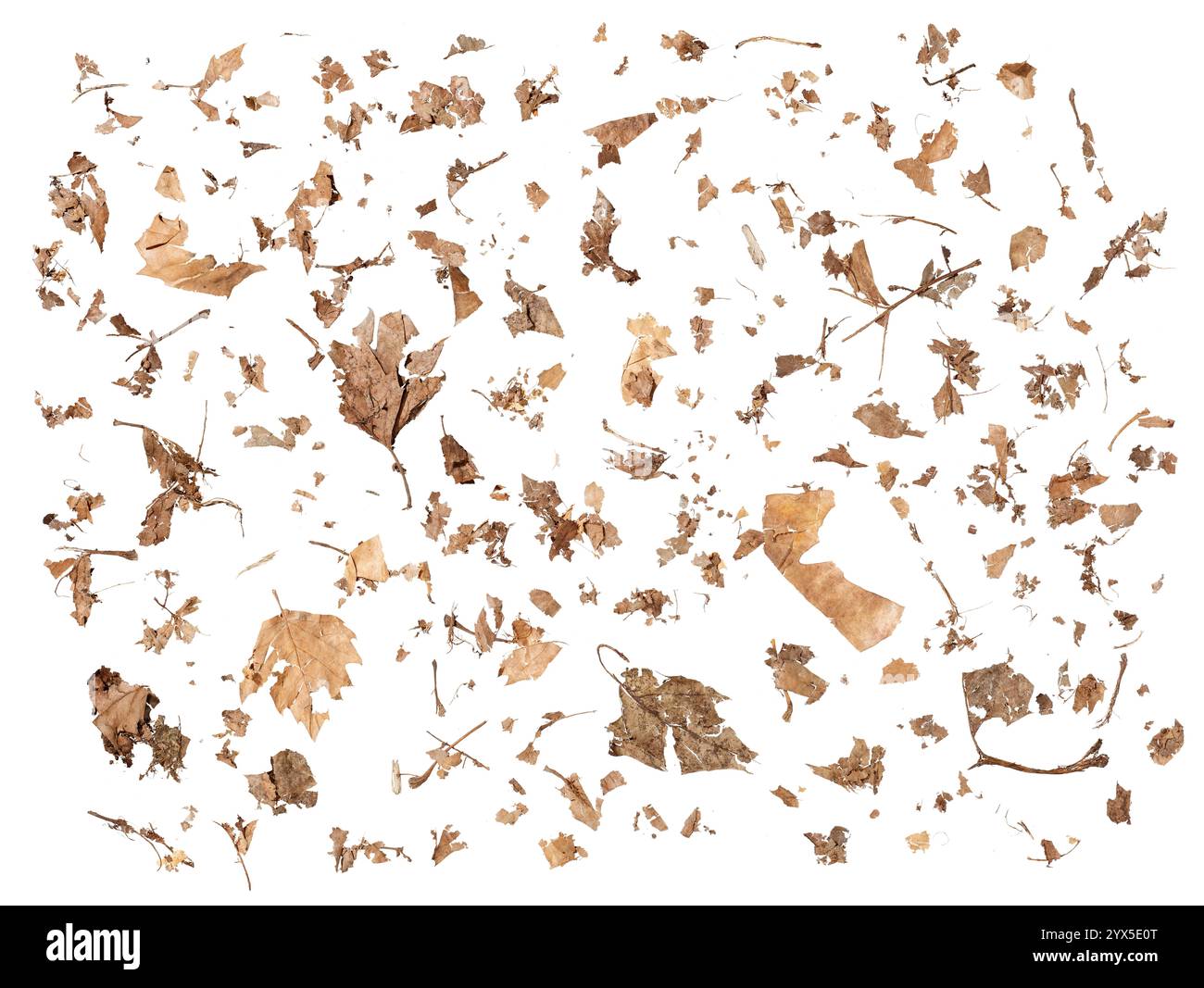 Arrangement en filigrane de feuilles d'automne décomposées et sèches et de restes de plantes montrant la transitoires et la beauté chaotique sur fond blanc libre Banque D'Images
