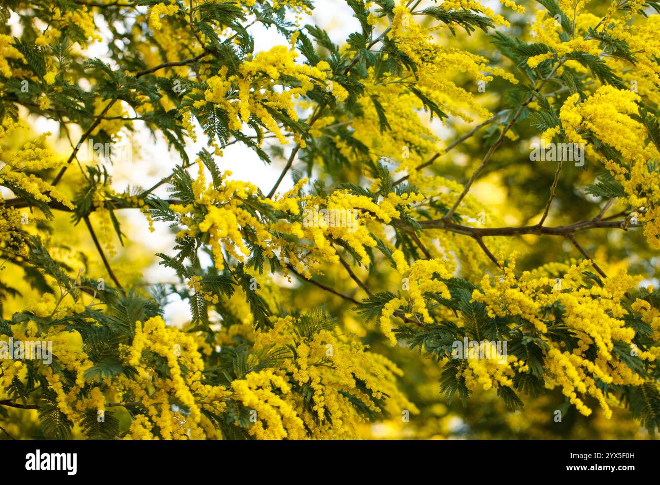 Floraison printanière d'acacia dealbata, d'acacia argenté, d'acacia bleu ou de mimosa, espèce de fond de plante à fleurs Banque D'Images
