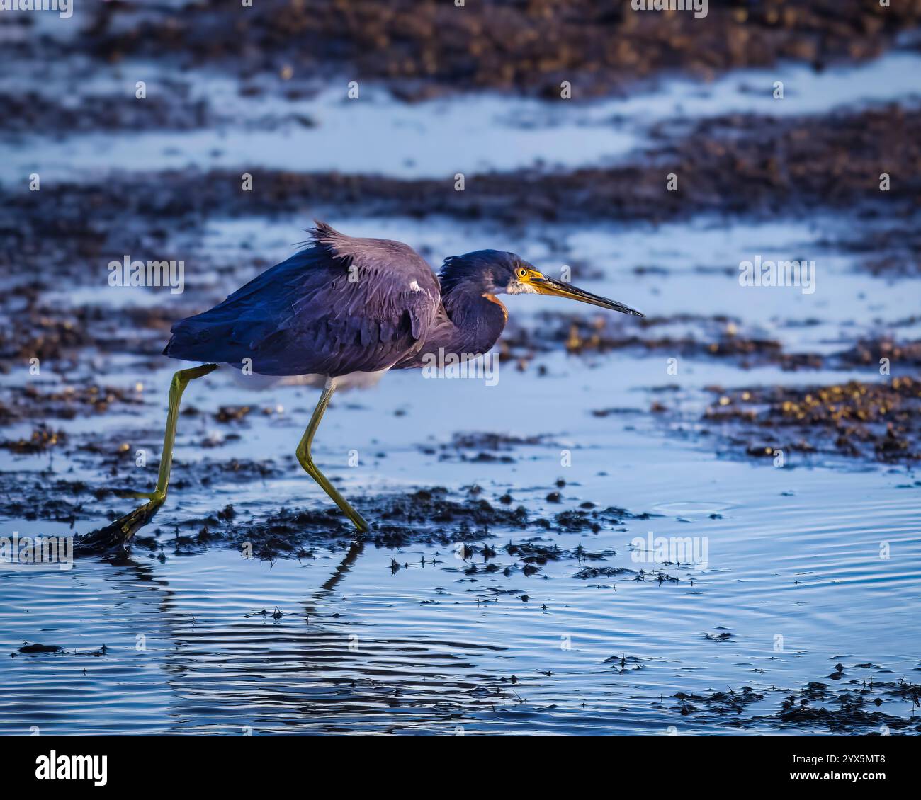 Un héron tricolore marche sur l'eau. L'eau est trouble et l'oiseau est debout sur la boue Banque D'Images