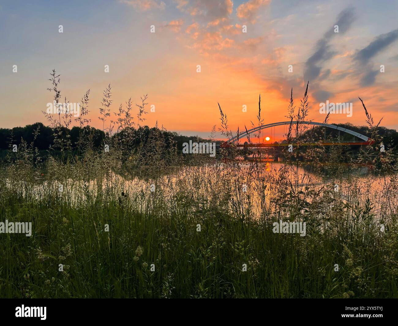 un pont nouvellement construit, la rivière entourée d'arbres et le coucher de soleil vu à travers l'herbe - Image de stock capturée avec un smartphone