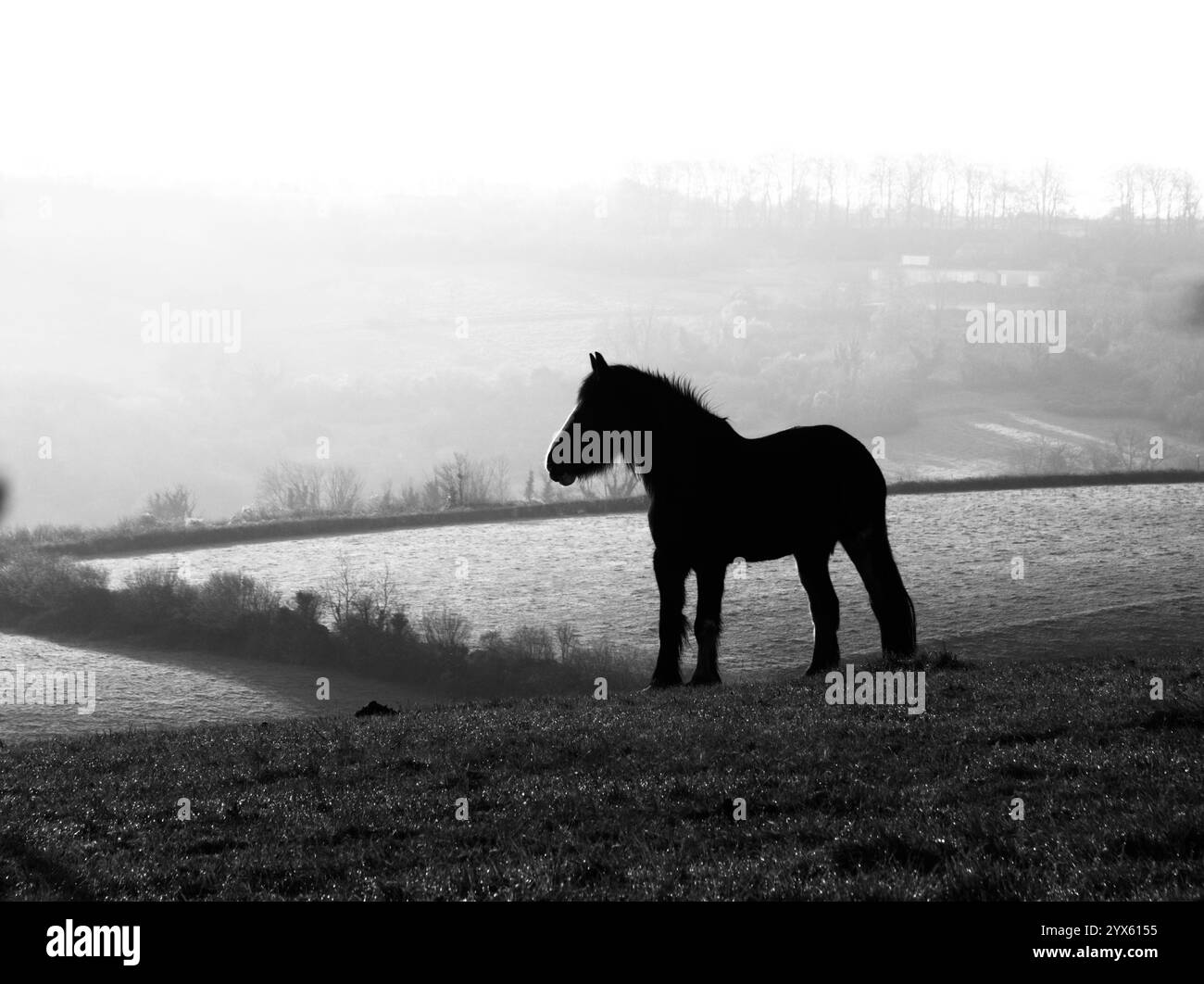 Poney à flanc de colline, Langridge Bath UK Banque D'Images