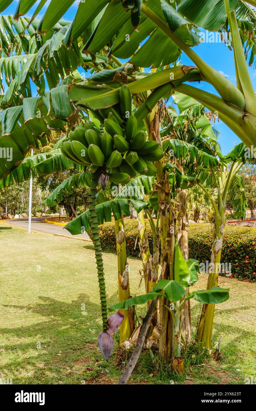 Un bouquet de bananes suspendues à un arbre. Les bananes sont vertes et non mûres. L'arbre est entouré d'herbe et de buissons Banque D'Images