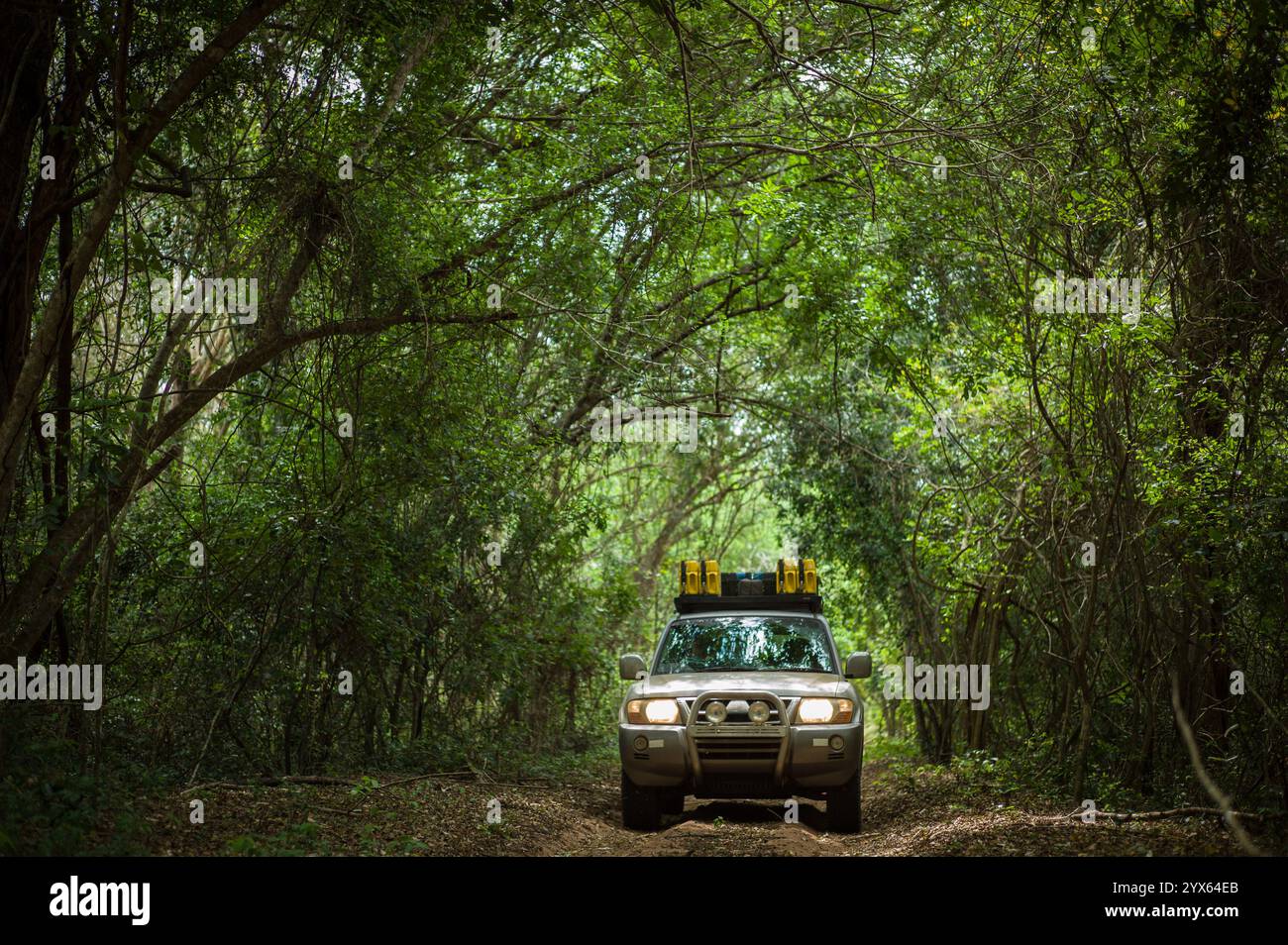 Un véhicule 4x4 conduit une route sablonneuse à travers des forêts denses de miombo et des forêts de sable près de Coutada 11, dans la province de Sofala, au Mozambique, lors d'un safari sans chauffeur Banque D'Images