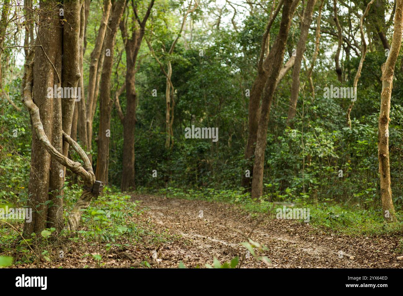 Un piège à caméra est fixé à un tronc d'arbre le long d'une route sablonneuse pour étudier la faune dans les forêts de miombo et les forêts de sable à Coutada 11, Sofala, Moz. Banque D'Images