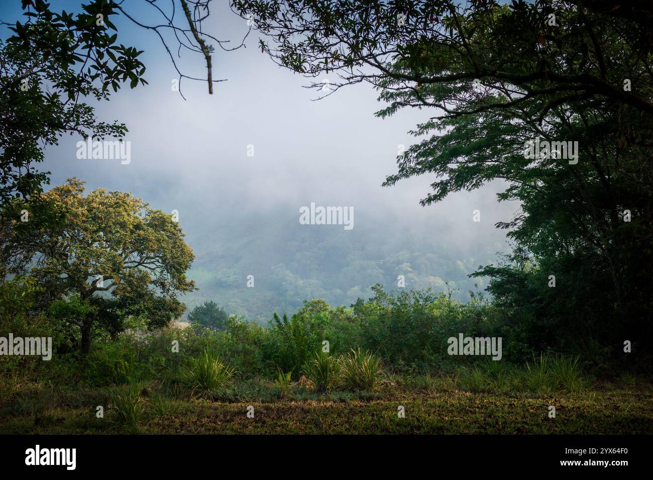 Vue panoramique enveloppée de brume des montagnes, Highlands de l'est, Mutare, province de Manicaland, Zimbabwe. Banque D'Images