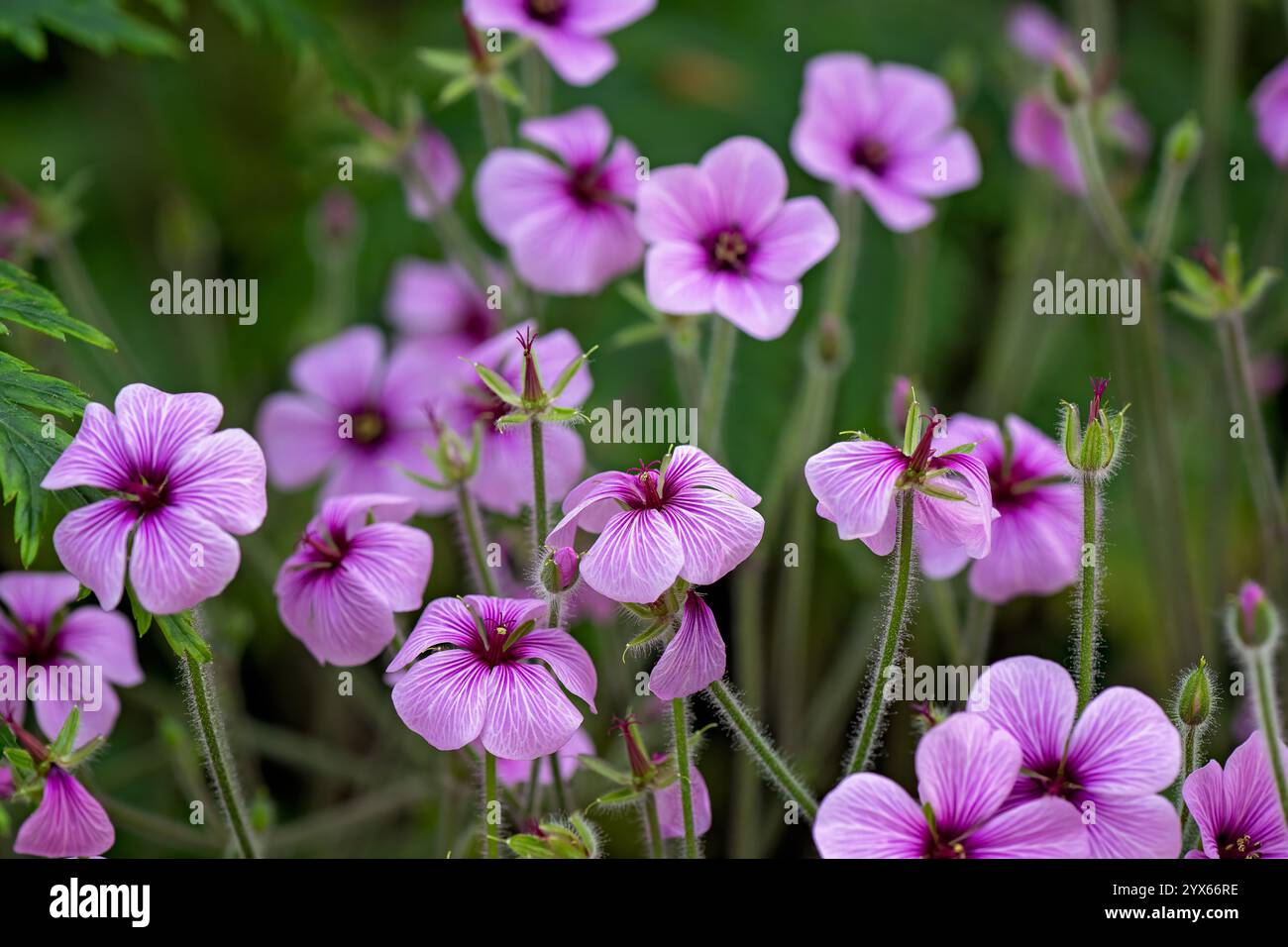 Géranium maderense fleur violette, plante d'affichage floral de jardinage de jardin, couleur saisonnière de saison, texture de fond esthétique de conception d'aménagement paysager Banque D'Images
