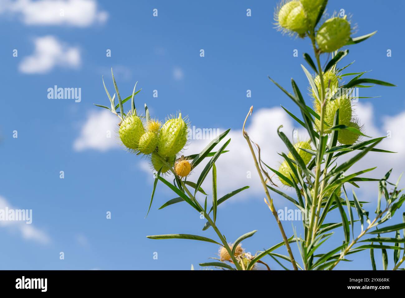 Gomphocarpus physocarpus, plante montgolfière, médecine traditionnelle, nourriture de chenilles de papillons monarques Banque D'Images