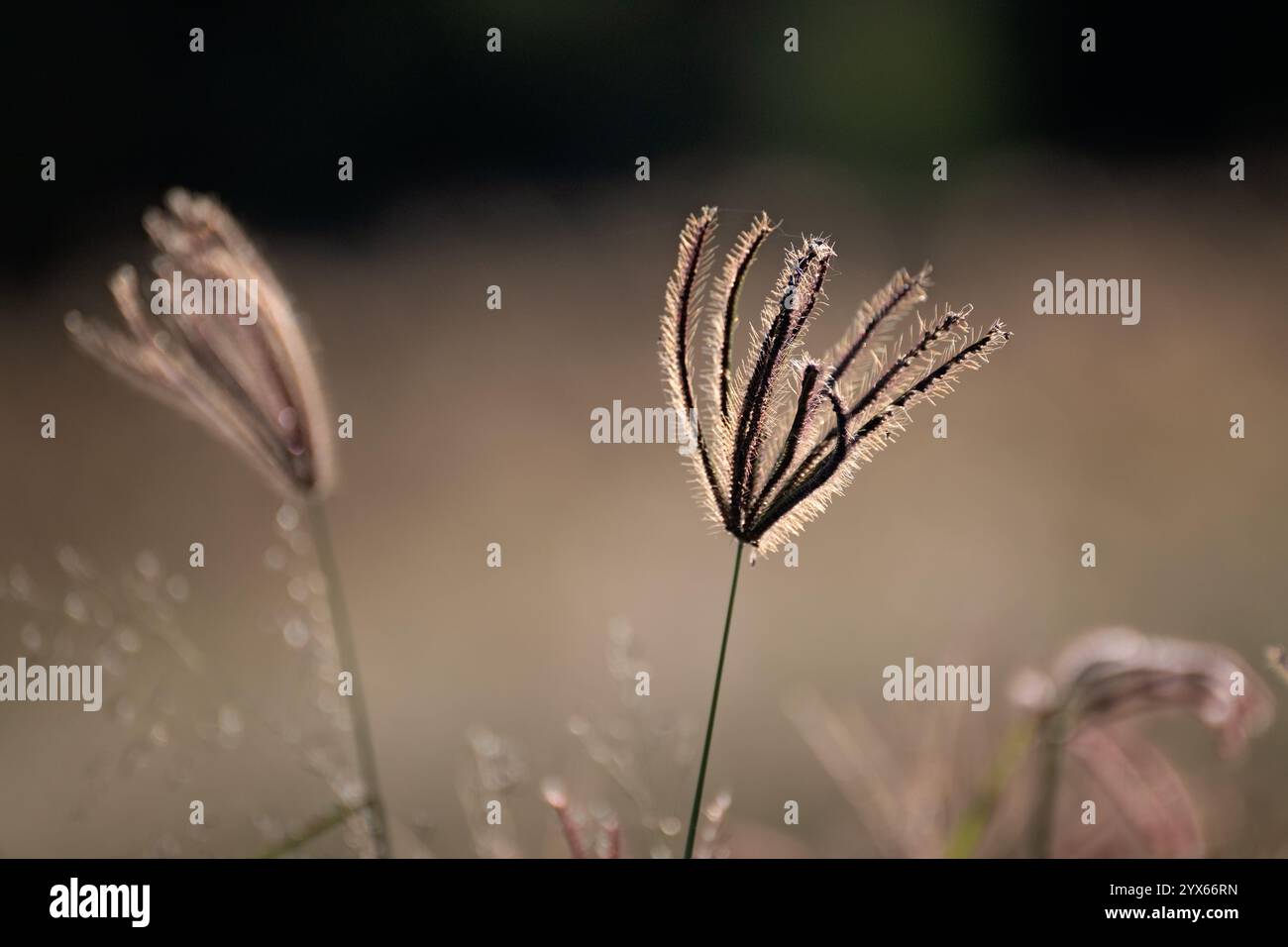 Herbe tête de graine herbe, silhouette rétro-éclairée soleil aube, plante sauvage en bord de route, macro gros plan détail, nature naturelle environnement botanique Banque D'Images