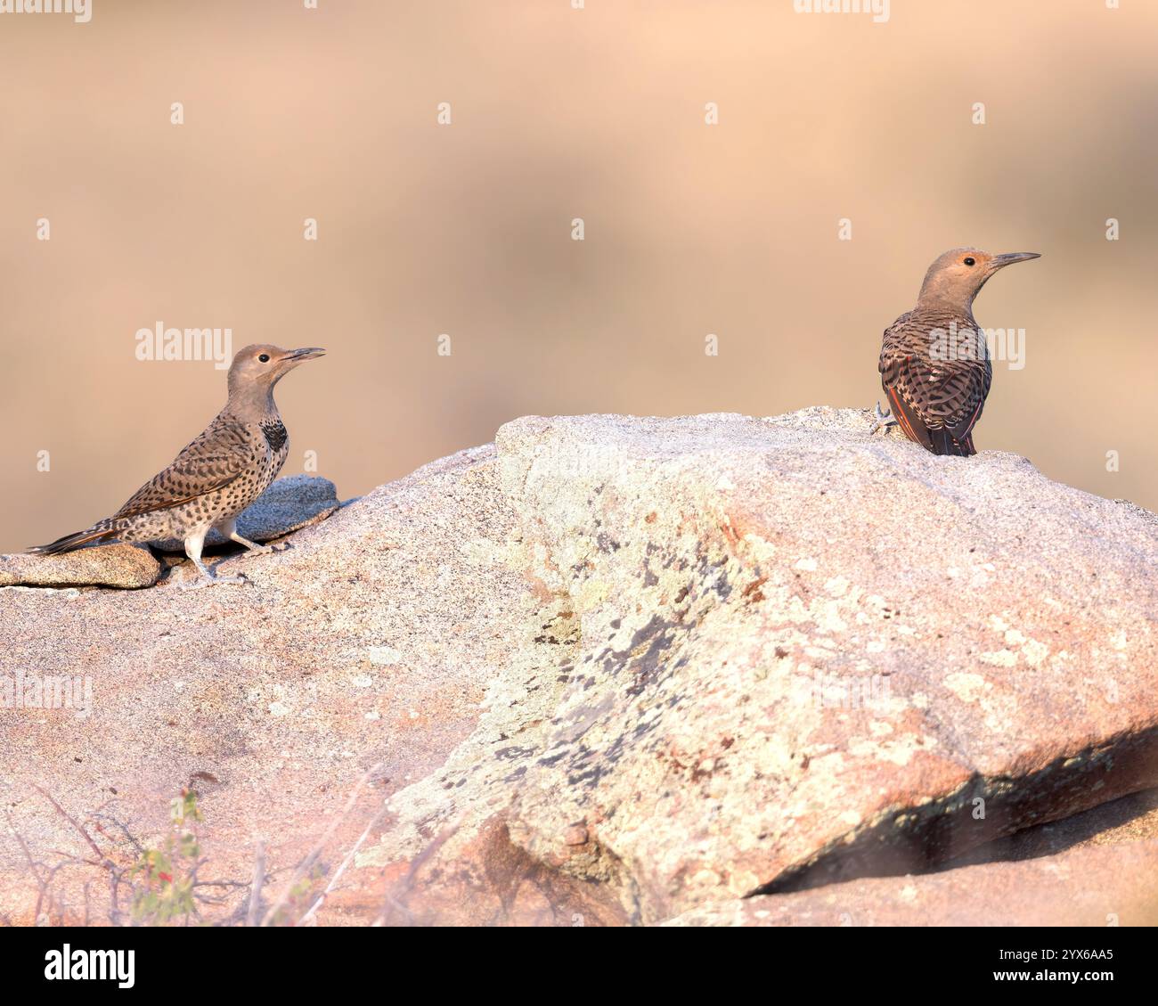 Une paire de Northern Flicker perche sur un rocher. Banque D'Images Une paire de Northern Flicker perche sur un rocher. Banque D'Images