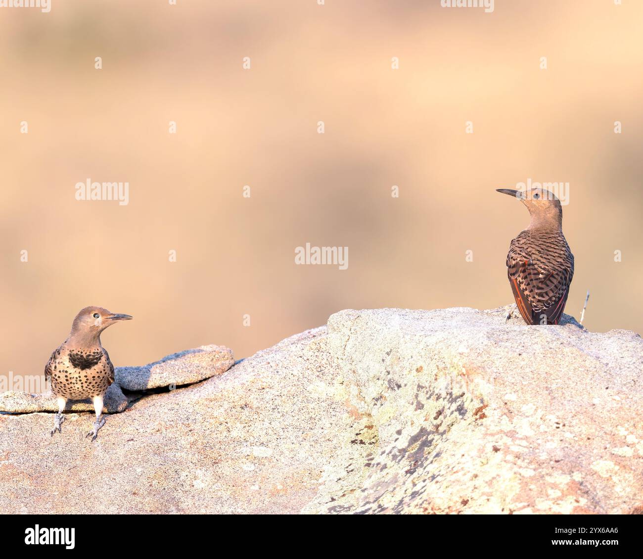 Une paire de Northern Flicker perche sur un rocher. Banque D'Images Une paire de Northern Flicker perche sur un rocher. Banque D'Images