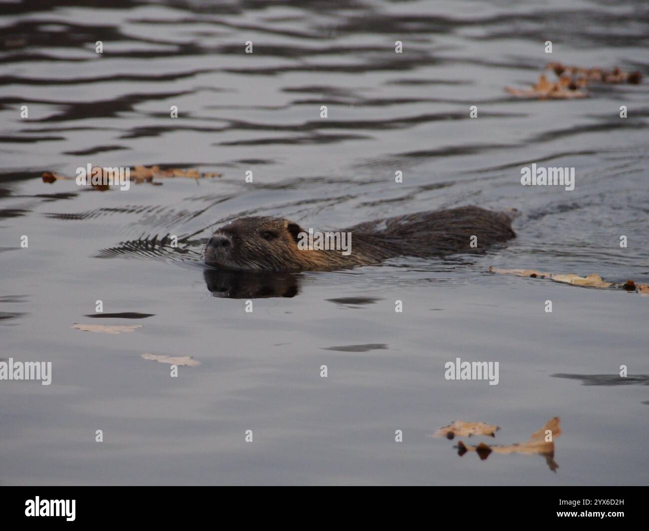 Nutria (Myocastor coypus) nageant dans l'étang du parc Rheinaue à Bonn Allemagne en décembre entouré de feuilles mortes Banque D'Images