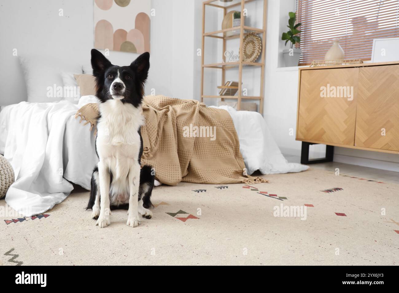 Chien joli Border Collie sur tapis dans la chambre Banque D'Images