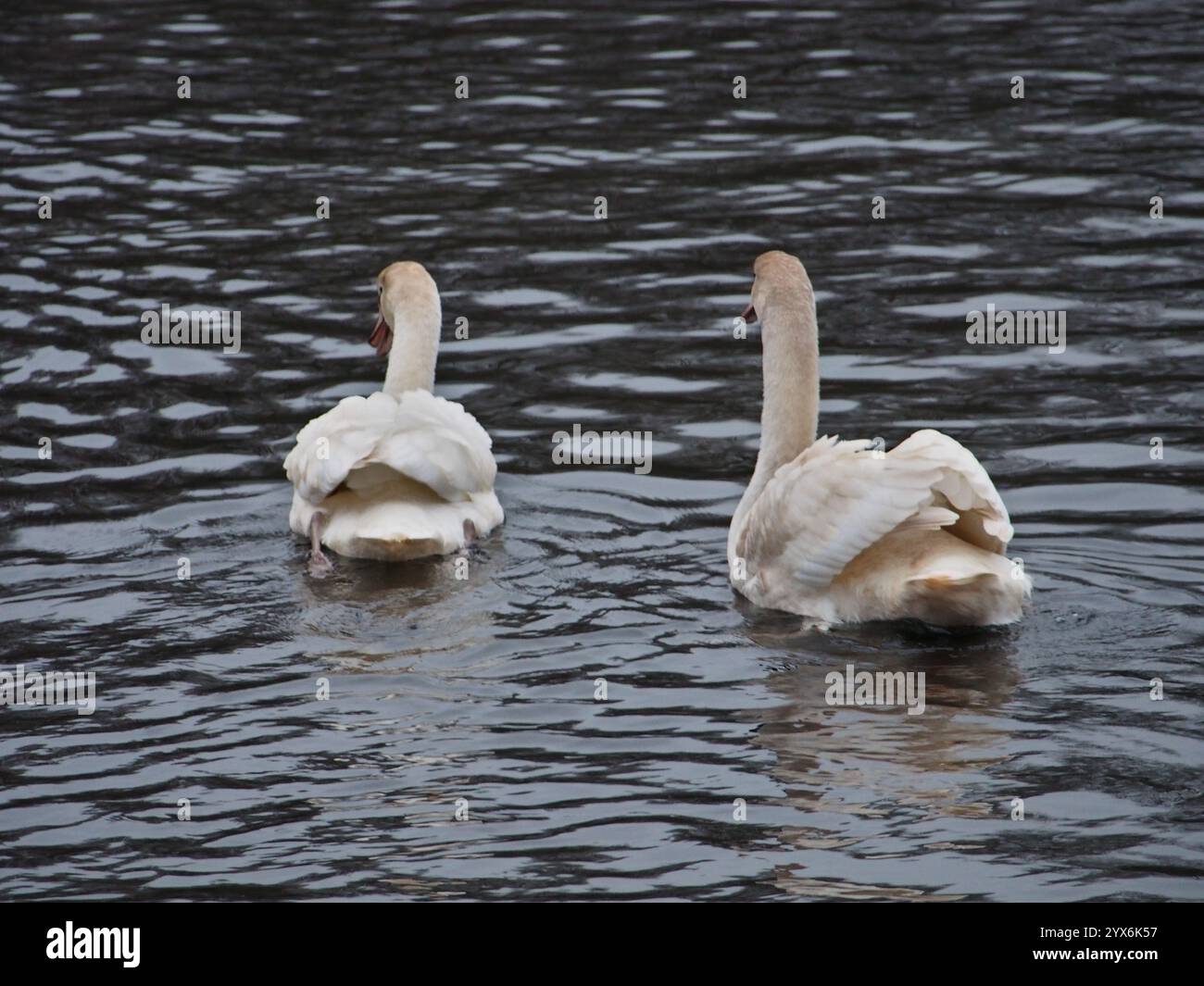 Deux cygnes muets (Cygnus olor) nageant sur l'étang dans le parc Rheinaue à Bonn, Allemagne, vus de derrière Banque D'Images