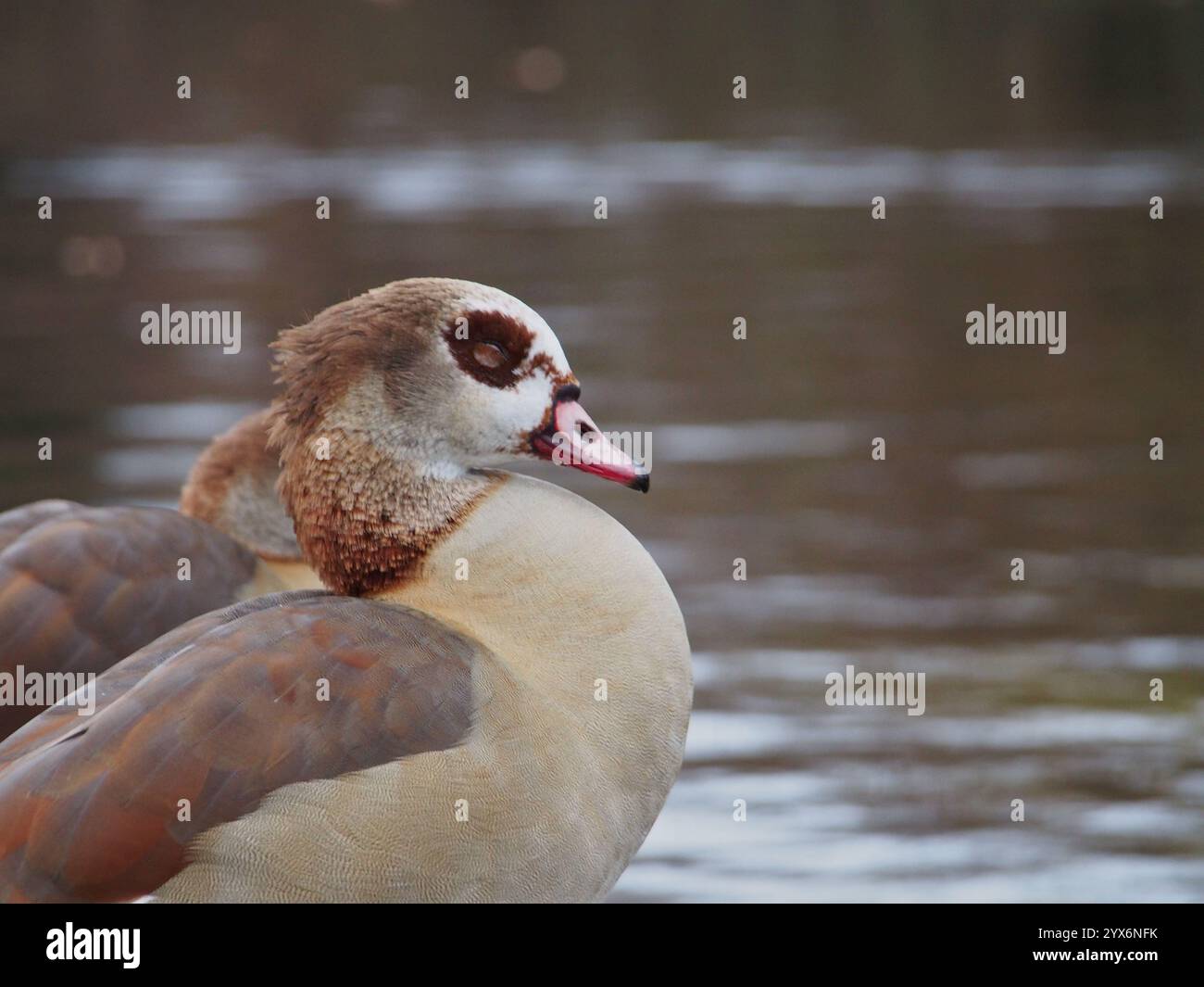 Gros plan de deux oies égyptiennes (alopochen aegyptiaca) debout les yeux fermés sur le bord de l'étang dans le parc Rheinaue à Bonn, Allemagne en Banque D'Images