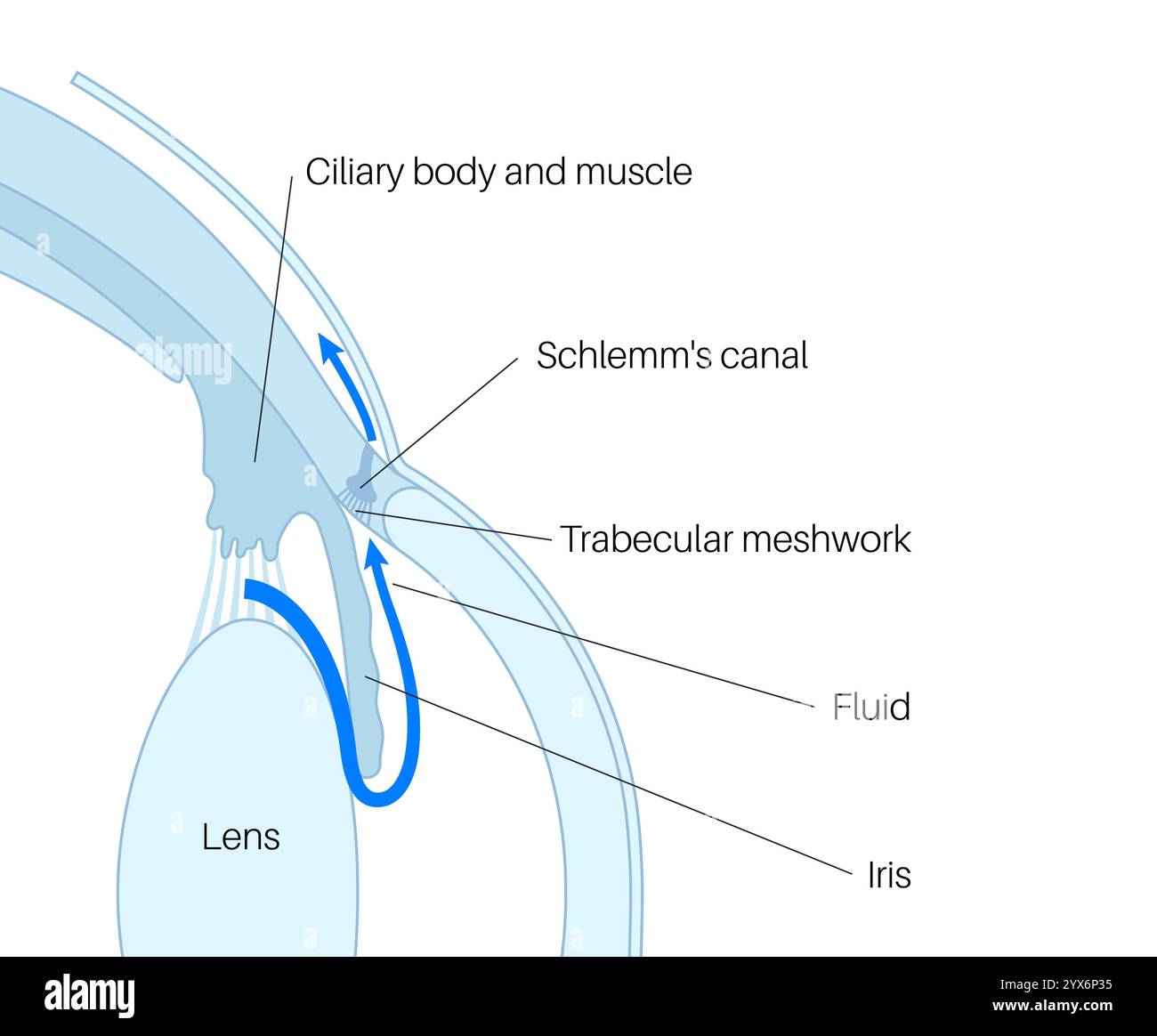 Drainage de liquide dans l'oeil. Illustration montrant comment la chambre postérieure et le maillage trabéculaire jouent un rôle crucial dans l'élimination du liquide intraoculaire. Banque D'Images