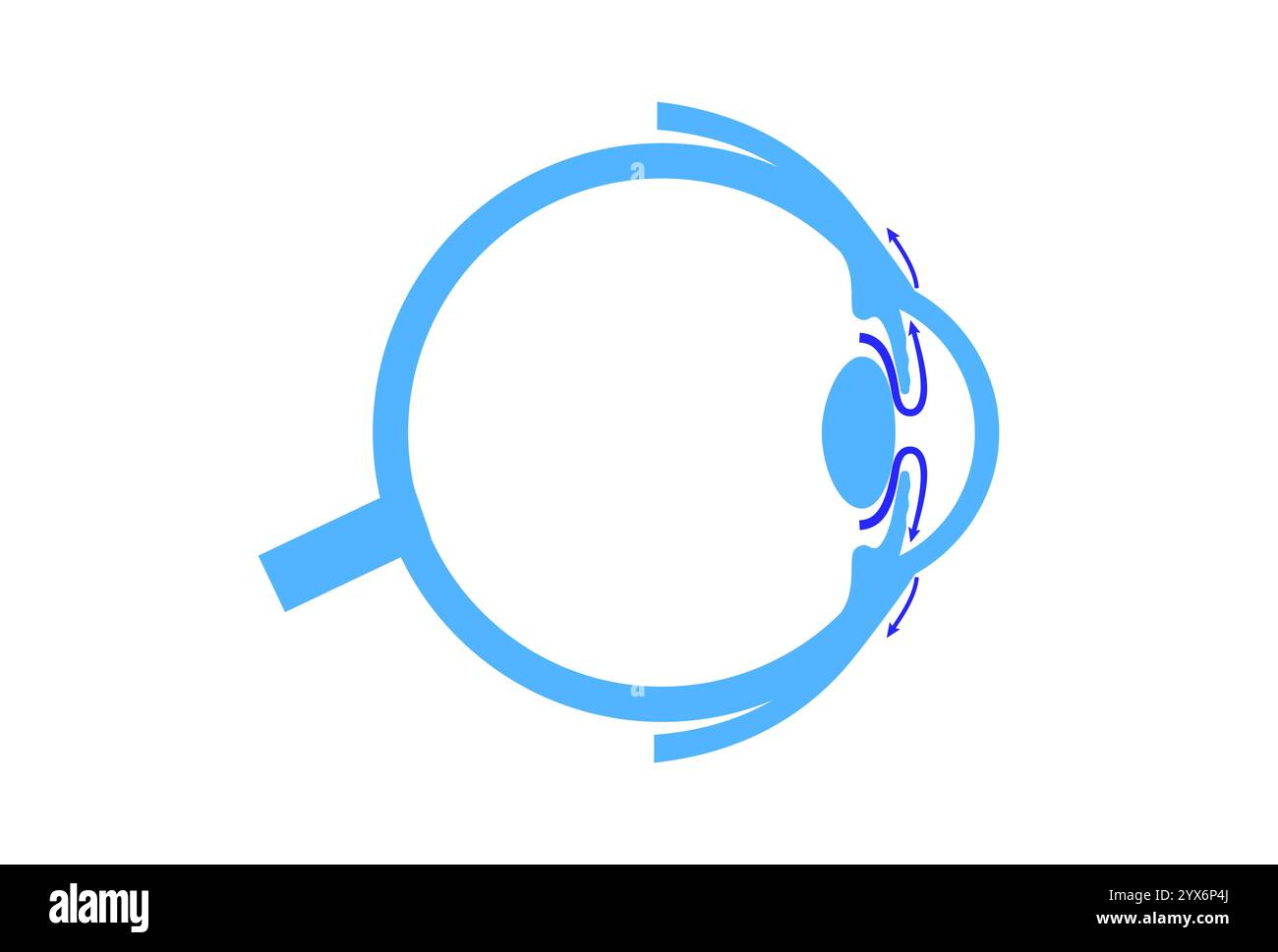 Drainage de liquide dans l'oeil. Illustration montrant comment la chambre postérieure et le maillage trabéculaire jouent un rôle crucial dans l'élimination du liquide intraoculaire. Banque D'Images