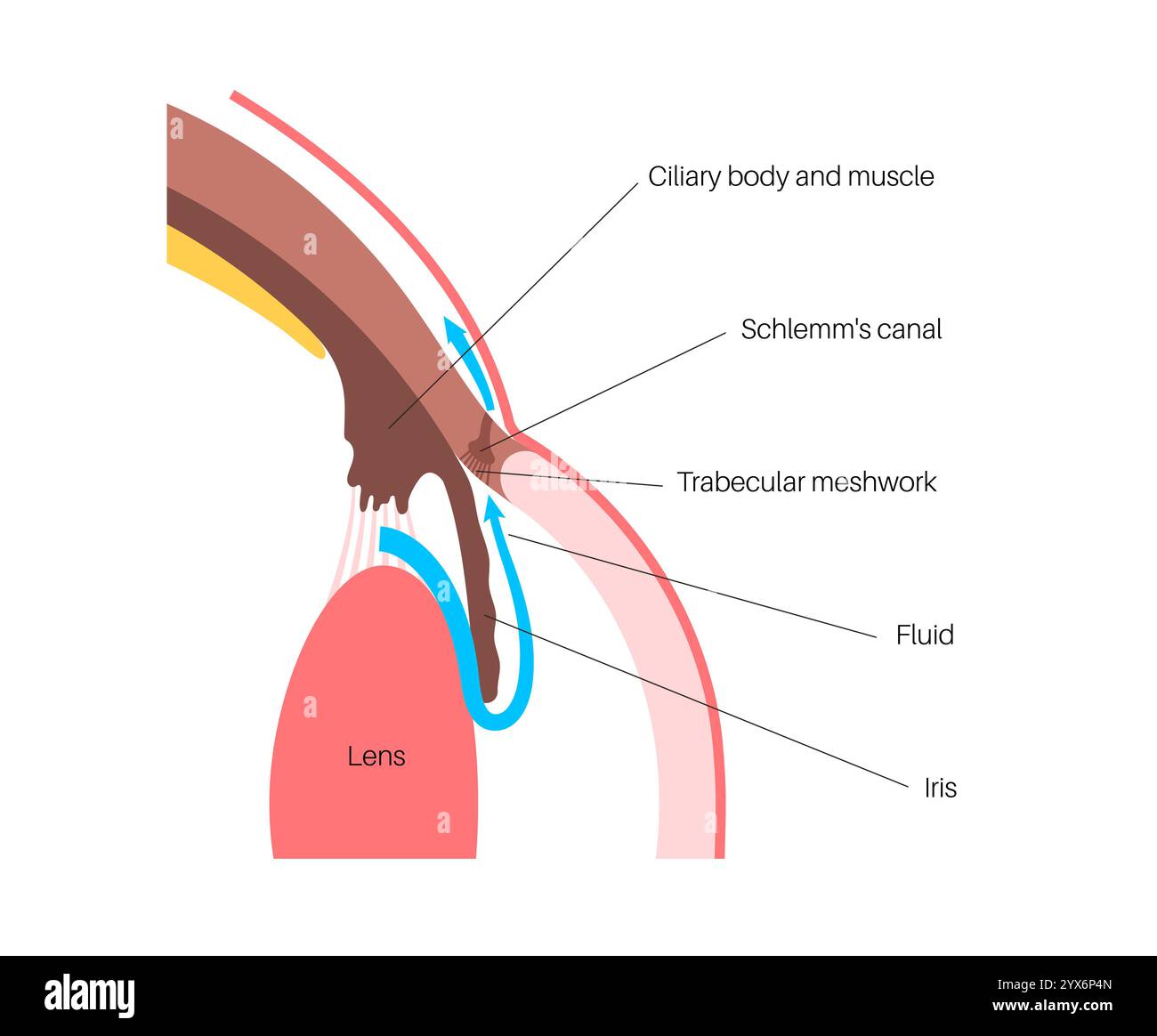 Drainage de liquide dans l'oeil. Illustration montrant comment la chambre postérieure et le maillage trabéculaire jouent un rôle crucial dans l'élimination du liquide intraoculaire. Banque D'Images
