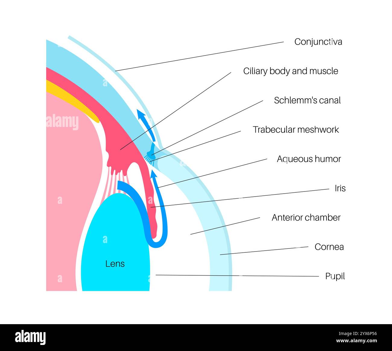Drainage de liquide dans l'oeil. Illustration montrant comment la chambre postérieure et le maillage trabéculaire jouent un rôle crucial dans l'élimination du liquide intraoculaire. Banque D'Images