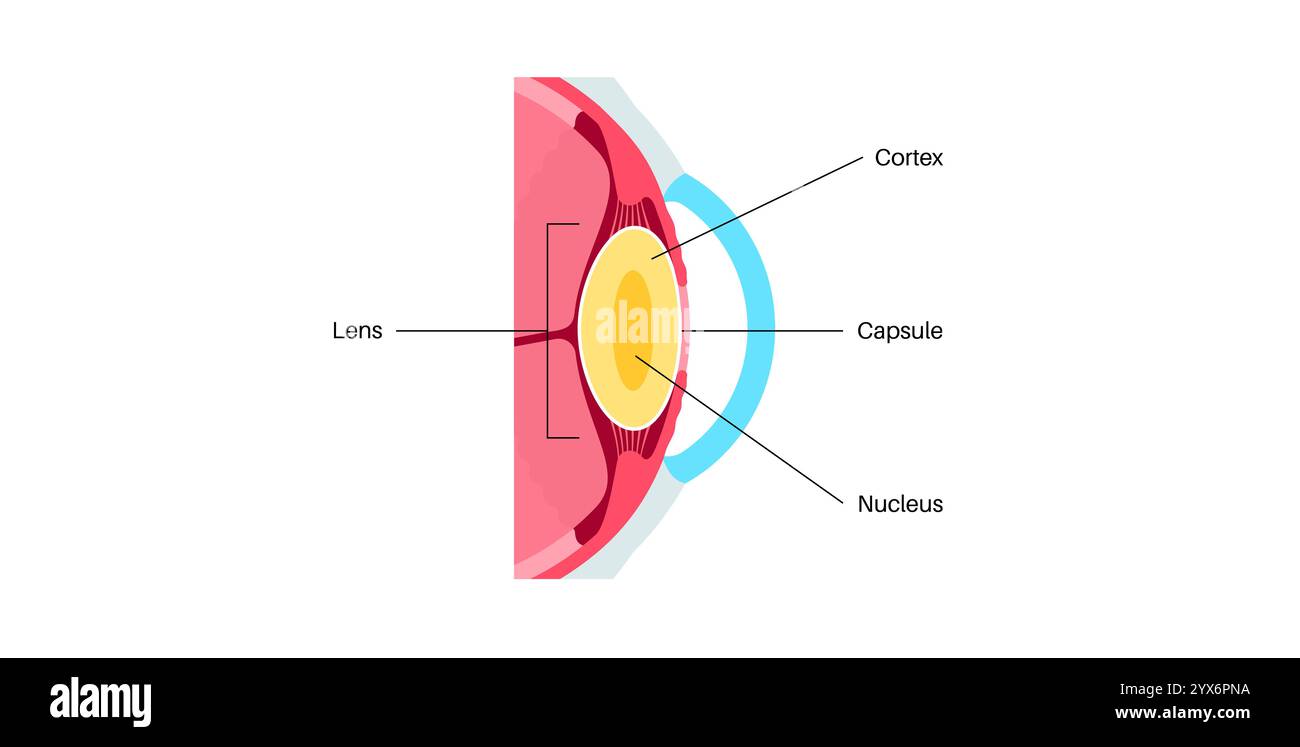 Lentille de l'oeil humain, illustration. Banque D'Images