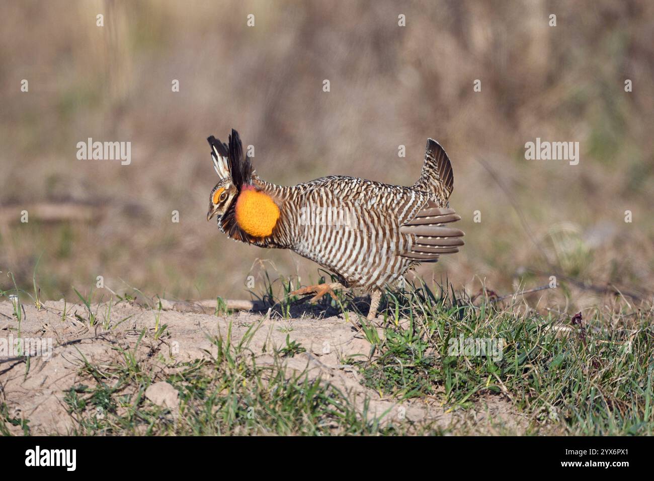 Poulet de prairie (Tympanuchus cupido attwateri) mâle d'Attwater se battant avec un sac de cou gonflé lors d'un spectacle de cour. Cet oiseau vivant au sol est originaire des prairies de la côte du golfe du Texas et de la Louisiane, aux États-Unis. La perte d’habitat et la chasse incontrôlée ont considérablement réduit son nombre et l’oiseau est maintenant très menacé. Photographié à la réserve naturelle nationale Attwater Prairie Chicken, Texas, États-Unis. Banque D'Images