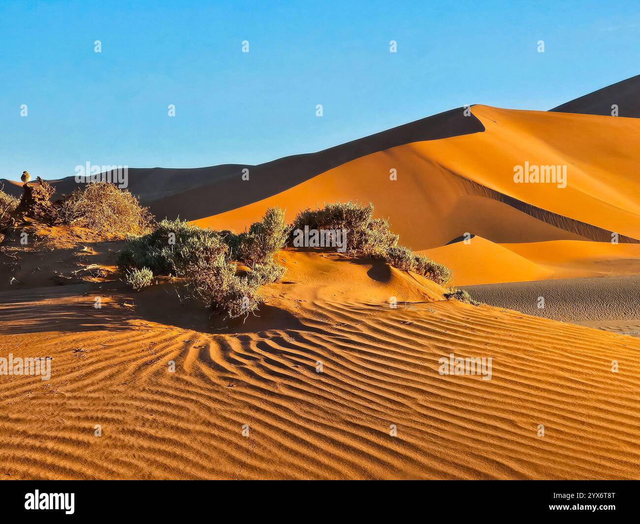 Deadvlei, arbres morts et dunes de sable à Sossusvlei, Namib Naukluft National Park, Namibie, Afrique Banque D'Images