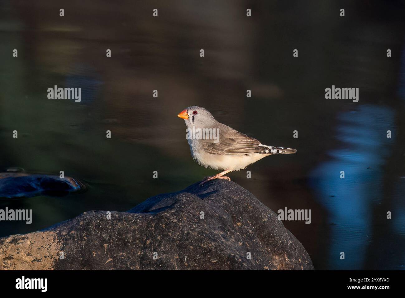 Finch zèbre femelle (Taenopygia guttata) dans un trou de boisson, Marianna Waterhole, Cordillo Downs Road, Australie méridionale, Australie méridionale, Australie méridionale, Australie méridionale, Australie méridionale, Australie méridionale, Australie Banque D'Images