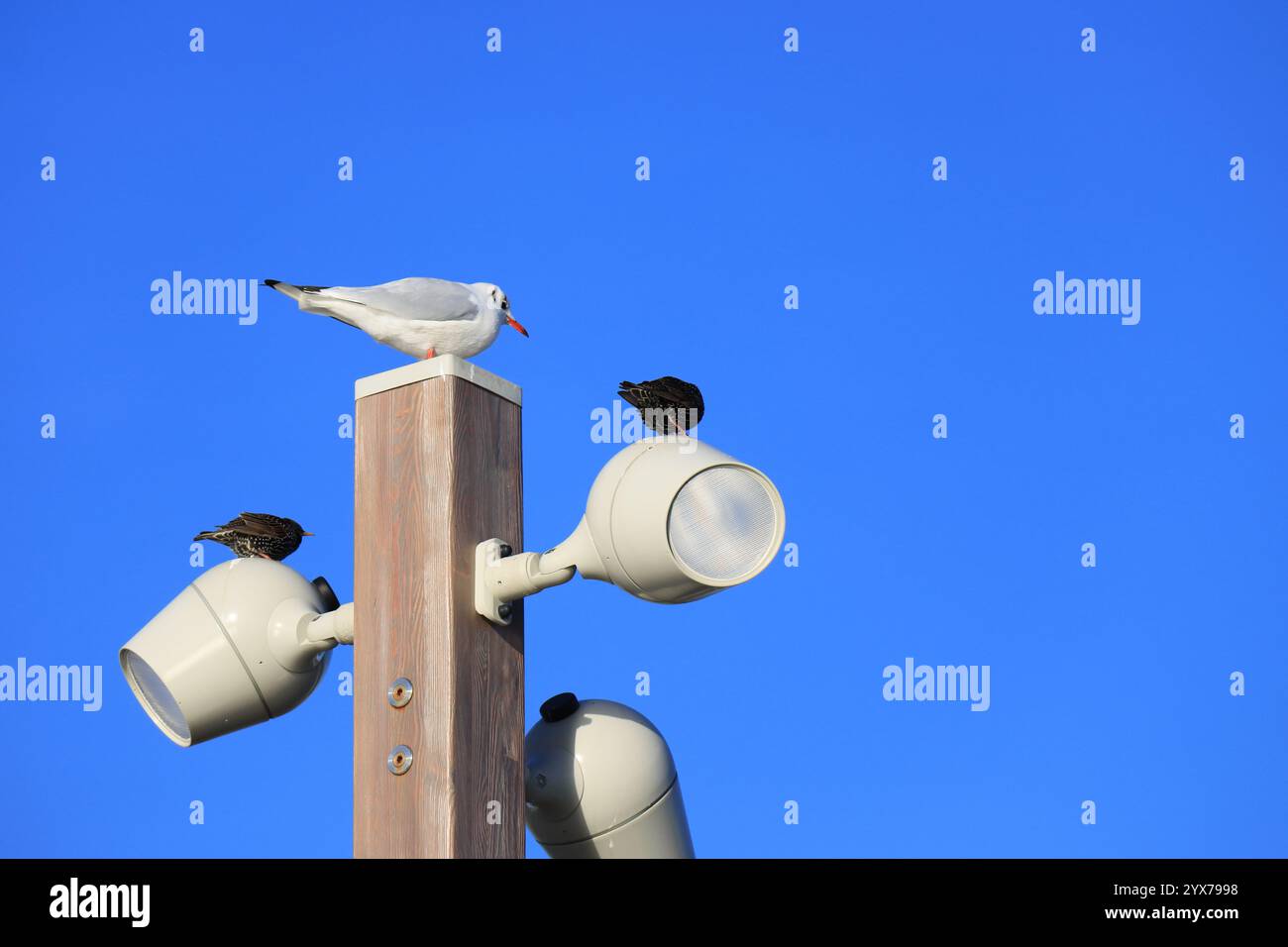Une mouette, haute sur un perchoir en bois avec des lumières attachées et des étourneaux sur les lumières. Ciel bleu. Banque D'Images