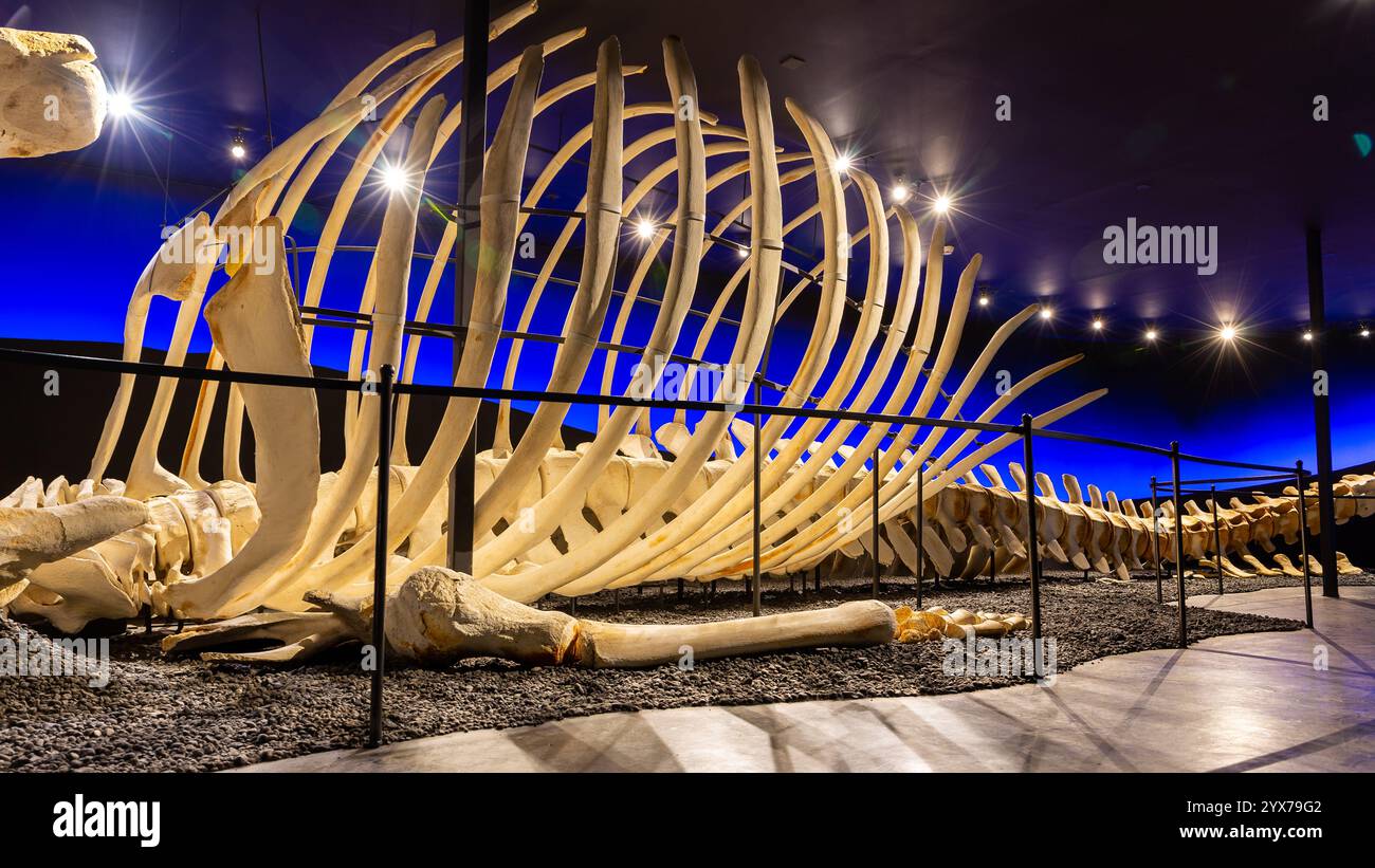 Husavik, Islande, 21.05.22. Le squelette de baleine bleue (Balaenoptera musculus) au Husavik Whale Museum. Banque D'Images