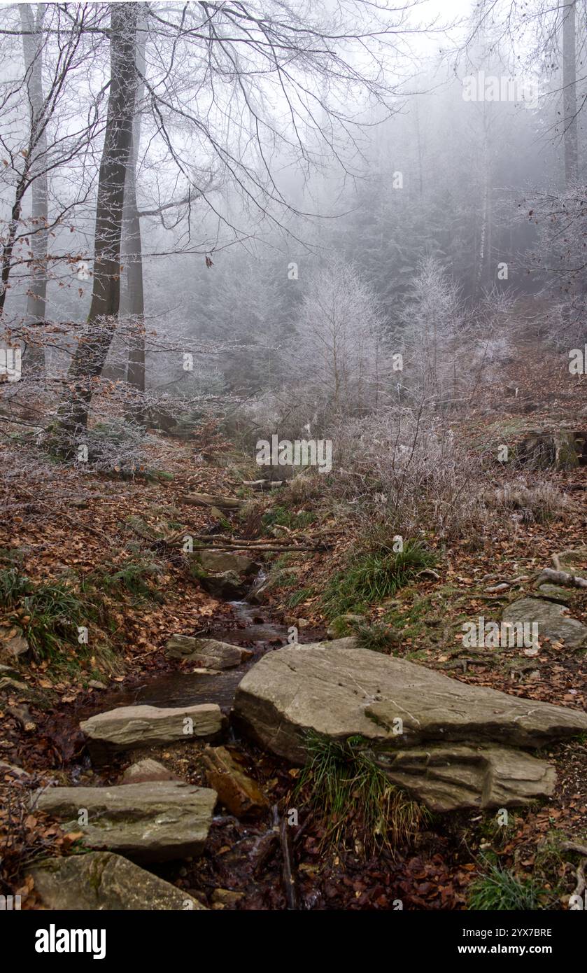 Vapeur sauvage dans la belle forêt d'hiver au col de montagne 'Fuchstanz', parc naturel 'Taunus', Königstein im Taunus, Allemagne Banque D'Images