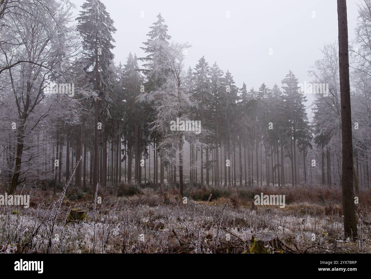 Belle forêt d'hiver avec de hauts sapins et du gel blanc au col de montagne 'Fuchstanz', parc naturel 'Taunus', Königstein im Taunus, Allemagne Banque D'Images