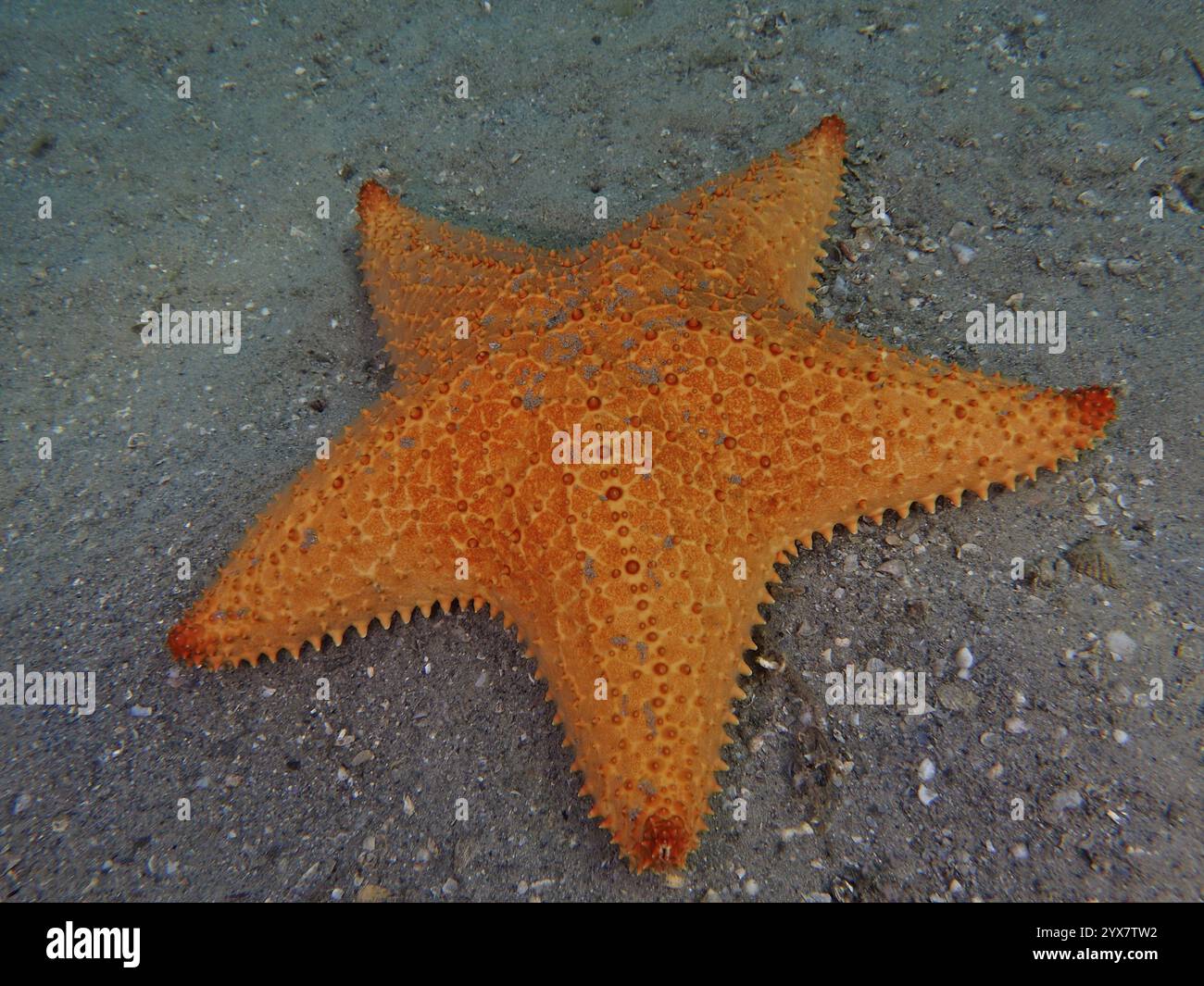 Étoile de mer orange, étoile de mer coussin rouge (Oreaster reticulatus), sur fond sablonneux dans la mer, site de plongée Blue Heron Bridge, Phil Foster Park, Riviera Beach Banque D'Images