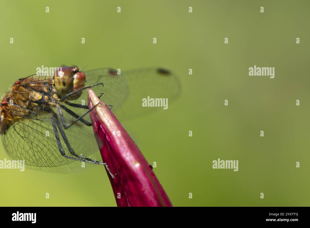 Libellule dard roux (Sympetrum sanguineum) insecte mâle adulte reposant sur une fleur de lis de jardin, Angleterre, Royaume-Uni, Europe Banque D'Images