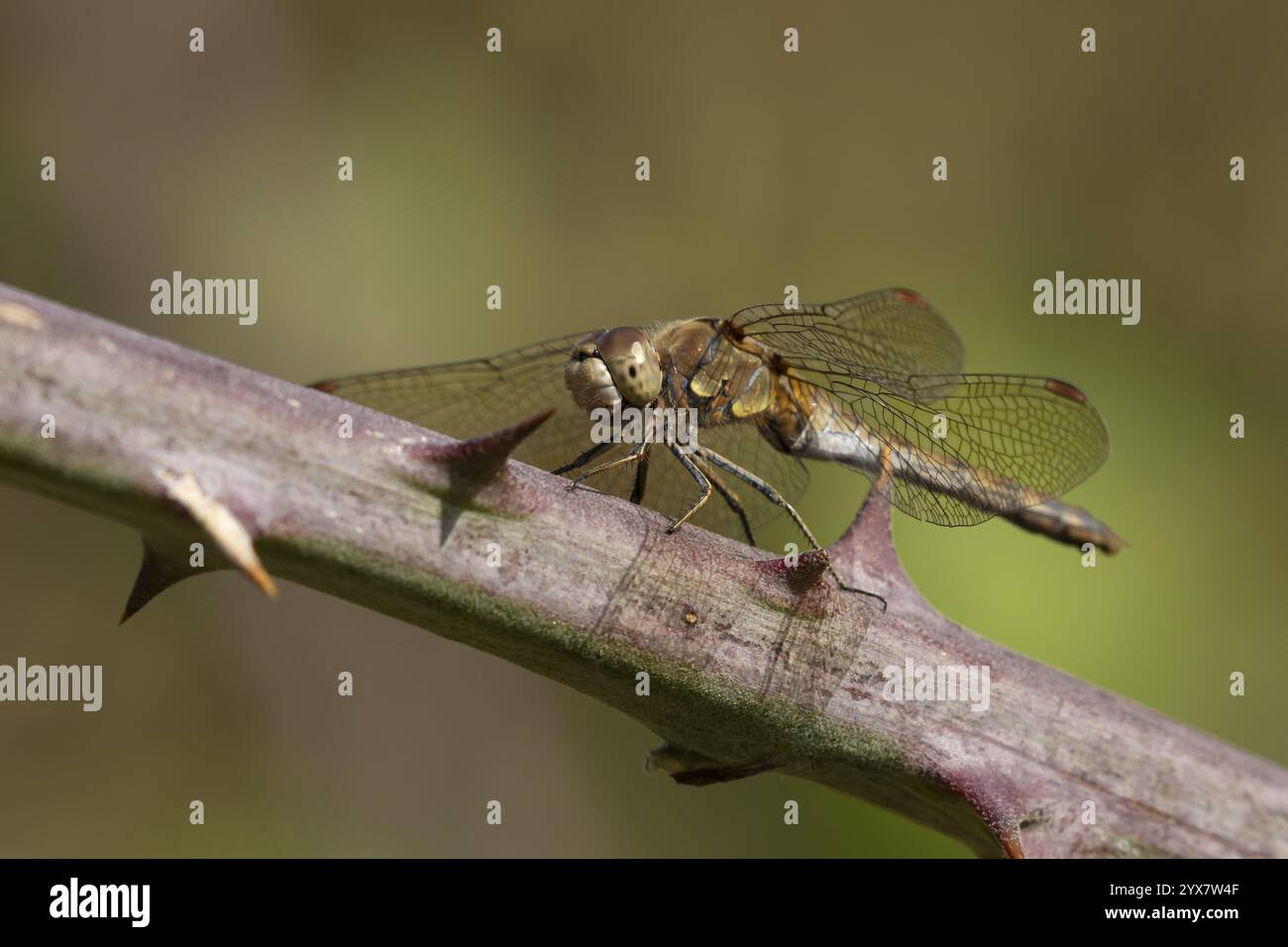 Libellule dard commun (Sympetrum striolatum) insecte femelle adulte sur une tige de plante Bramble en été, Angleterre, Royaume-Uni, Europe Banque D'Images