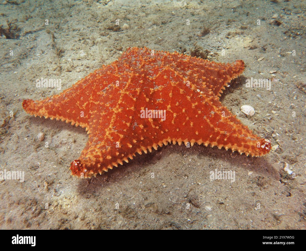 Coussin rouge étoile de mer (Oreaster reticulatus), se trouve sur un fond marin sablonneux, site de plongée Blue Heron Bridge, Phil Foster Park, Riviera Beach, Floride, États-Unis, Nord A Banque D'Images