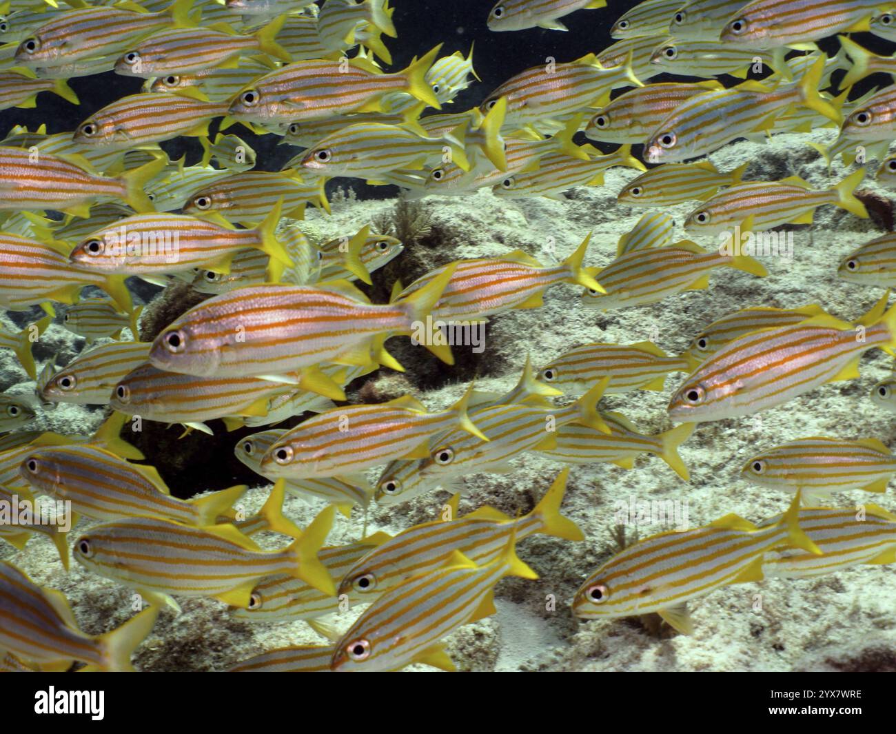 Une école de poissons jaunes avec des rayures, grognement de petite bouche (Haemulon chrysargyreum), nageant dans l'eau bleue, site de plongée John Pennekamp Coral Reef State par Banque D'Images