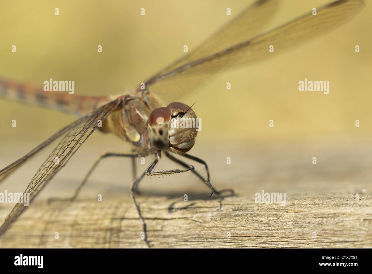 Libellule dard commun (Sympetrum striolatum) insecte adulte sur une clôture en bois en été, Angleterre, Royaume-Uni, Europe Banque D'Images