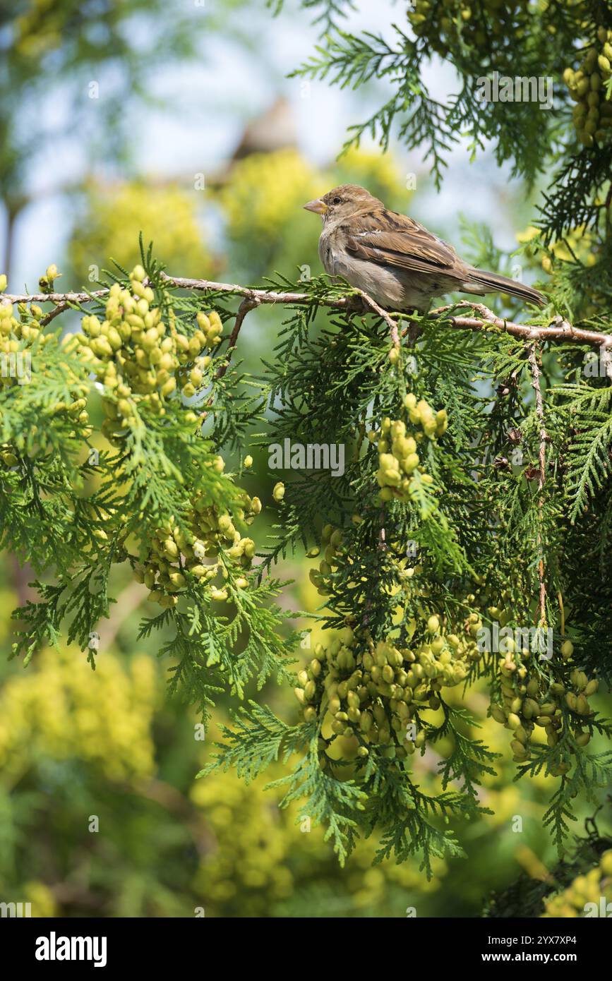 Moineau domestique (passer domesticus), moineau domestique, moineau, femelle assise sur une branche verte, Thuja occidentalis avec cônes frais jaune-vert, fruits Banque D'Images