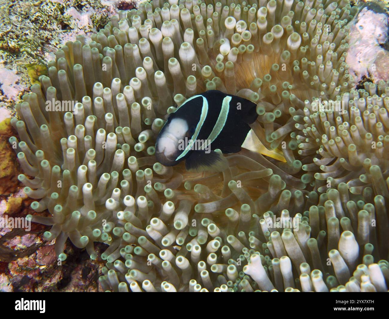 Un anémonefish de Clark (Amphiprion clarkii) mélanistique caché à l'abri d'une anémone verte de mer, site de plongée Toyapakeh, Nusa Ceningan, Nusa Penida, B. Banque D'Images
